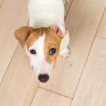 Laminate flooring in homes with pets: is it worth it?